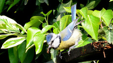 Blaumeise_mit_Futter (01).jpg